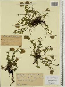 Ziziphora puschkinii Adams, Caucasus, Stavropol Krai, Karachay-Cherkessia & Kabardino-Balkaria (K1b) (Russia)