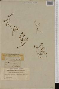 Ranunculus hederaceus L., Western Europe (EUR) (Sweden)