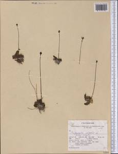 Pinguicula vulgaris L., America (AMER) (United States)
