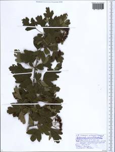 Crataegus pentagyna Waldst. & Kit. ex Willd., Caucasus, Black Sea Shore (from Novorossiysk to Adler) (K3) (Russia)