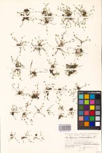 Sagina procumbens L., Eastern Europe, Moscow region (E4a) (Russia)