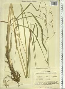 Scolochloa festucacea (Willd.) Link, Siberia, Western Siberia (S1) (Russia)