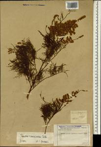 Tamarix ramosissima Ledeb., South Asia, South Asia (Asia outside ex-Soviet states and Mongolia) (ASIA) (Iran)