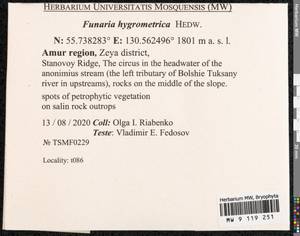 Funaria hygrometrica Hedw., Bryophytes, Bryophytes - Russian Far East (excl. Chukotka & Kamchatka) (B20) (Russia)