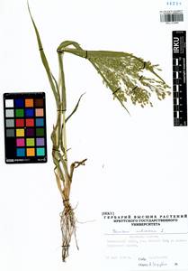 Panicum miliaceum L., Siberia, Baikal & Transbaikal region (S4) (Russia)