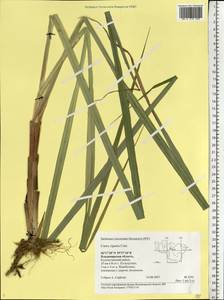 Carex riparia Curtis, Eastern Europe, Central region (E4) (Russia)