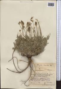 Astragalus stenanthus Bunge, Middle Asia, Western Tian Shan & Karatau (M3) (Kazakhstan)