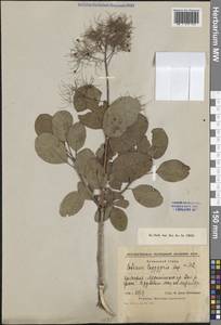 Cotinus coggygria Scop., Caucasus, South Ossetia (K4b) (South Ossetia)