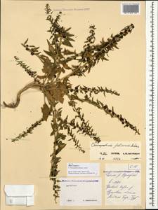 Blitum virgatum subsp. virgatum, Caucasus, Dagestan (K2) (Russia)