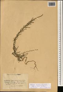 Suaeda heterophylla (Kar. & Kir.) Boiss., South Asia, South Asia (Asia outside ex-Soviet states and Mongolia) (ASIA) (China)