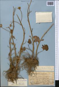 Vickifunkia karataviensis (Lipsch.) C. Ren, L. Wang, I. D. Illar. & Q. E. Yang, Middle Asia, Western Tian Shan & Karatau (M3) (Kazakhstan)