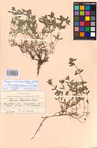 MHA 0 157 035, Thymus odoratissimus Mill., Eastern Europe, Central forest-and-steppe region (E6) (Russia)
