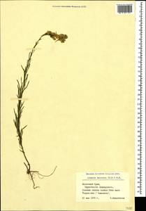 Linaria macroura (M. Bieb.) M. Bieb., Crimea (KRYM) (Russia)