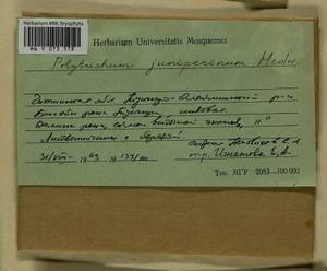 Polytrichum juniperinum Hedw., Bryophytes, Bryophytes - Baikal & Transbaikal regions (B18) (Russia)
