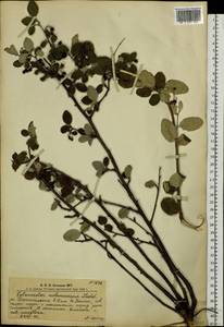 Cotoneaster melanocarpus G.Lodd., Siberia, Altai & Sayany Mountains (S2) (Russia)
