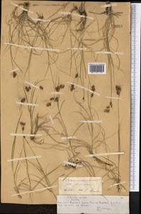 Carex koshewnikowii Litv., Middle Asia, Northern & Central Tian Shan (M4) (Kazakhstan)