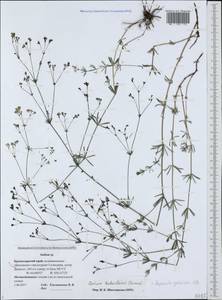 Galium xeroticum (Klokov) Pobed., Caucasus, Black Sea Shore (from Novorossiysk to Adler) (K3) (Russia)