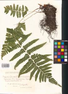 Dryopteris filix-mas × cristata, Eastern Europe, Middle Volga region (E8) (Russia)