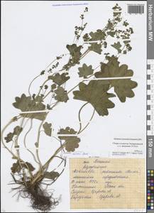 Alchemilla micans Buser, Eastern Europe, Moscow region (E4a) (Russia)