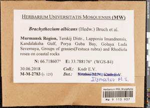 Brachythecium albicans (Hedw.) Schimp., Bryophytes, Bryophytes - Karelia, Leningrad & Murmansk Oblasts (B4) (Russia)