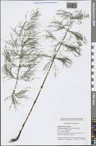 Equisetum sylvaticum L., Eastern Europe, Central region (E4) (Russia)