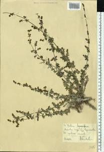 Galium humifusum M.Bieb., Eastern Europe, North Ukrainian region (E11) (Ukraine)