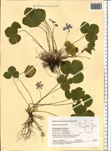 Hepatica nobilis Schreb., Eastern Europe, Central region (E4) (Russia)