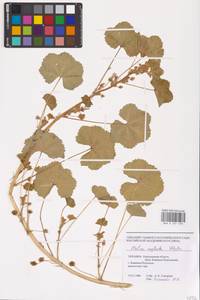 Malva neglecta Wallr., Eastern Europe, South Ukrainian region (E12) (Ukraine)