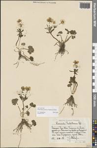 Ranunculus polyrhizos Stephan ex Willd., Middle Asia, Western Tian Shan & Karatau (M3) (Uzbekistan)