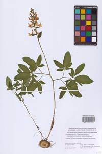 Corydalis cava (L.) Schweigg. & Körte, Eastern Europe, Rostov Oblast (E12a) (Russia)
