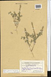 Alyssum dasycarpum Stephan, Middle Asia, Western Tian Shan & Karatau (M3) (Kazakhstan)