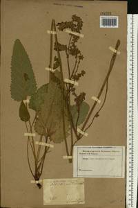 Salvia nutans L., Eastern Europe, South Ukrainian region (E12) (Ukraine)