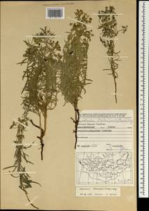 Euphorbia tshuiensis (Prokh.) Serg. ex Krylov, Mongolia (MONG) (Mongolia)
