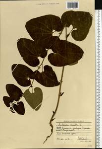 Aristolochia clematitis L., Eastern Europe, North Ukrainian region (E11) (Ukraine)