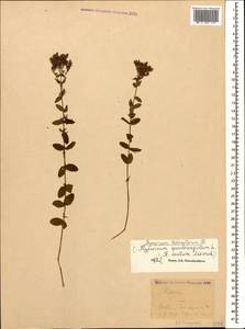 Hypericum tetrapterum, Caucasus, Black Sea Shore (from Novorossiysk to Adler) (K3) (Russia)