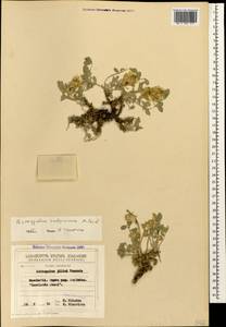 Astragalus calycinus Bieb., Caucasus, Georgia (K4) (Georgia)