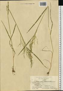 Apera spica-venti (L.) P.Beauv., Eastern Europe, Central region (E4) (Russia)