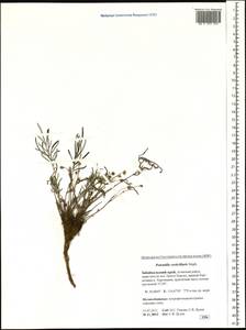 Potentilla verticillaris Stephan ex Willd., Siberia, Baikal & Transbaikal region (S4) (Russia)