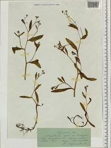 Boraginaceae, Siberia, Russian Far East (S6) (Russia)