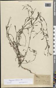 Polygonum bellardii All., Western Europe (EUR) (France)