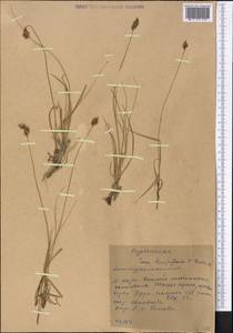 Carex stenophylla subsp. stenophylloides (V.I.Krecz.) T.V.Egorova, Middle Asia, Western Tian Shan & Karatau (M3) (Kyrgyzstan)