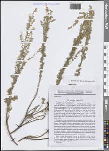 Artemisia frigida Willd., Middle Asia, Dzungarian Alatau & Tarbagatai (M5) (Kazakhstan)