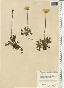 Papaver radicatum subsp. polare Tolm., Eastern Europe, Northern region (E1) (Russia)