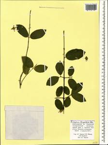 Euonymus leiophloeus Stev., Caucasus, Krasnodar Krai & Adygea (K1a) (Russia)