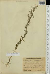 Chenopodium striatiforme Murr, Eastern Europe, Lower Volga region (E9) (Russia)