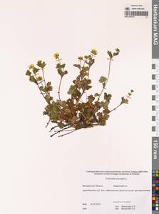 Potentilla norvegica L., Siberia, Chukotka & Kamchatka (S7) (Russia)