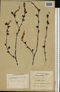 Betula pubescens Ehrh., Eastern Europe, Latvia (E2b) (Latvia)