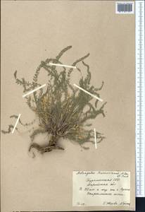 Astragalus citrinus subsp. barrowianus (Aitch. & Baker) D. Podl., Middle Asia, Karakum (M6) (Turkmenistan)