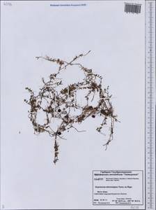 Vaccinium microcarpum (Turcz. ex Rupr.) Schmalh. ex Busch, Siberia, Central Siberia (S3) (Russia)