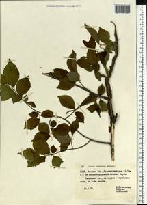 Ulmus minor subsp. minor, Eastern Europe, Belarus (E3a) (Belarus)